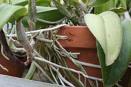 Healthy Roots Are Key to Healthy Plants