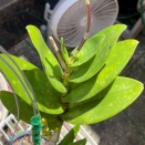 Yellow Spots on Leaves