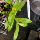 Yellow Spots on Leaves