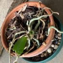 Cut Away Dead Roots?