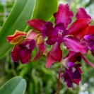 Flowers on Same Stem Different