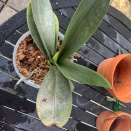 Sandpaper Phal Leaves