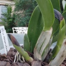 Possible Calcium Deficiency?
