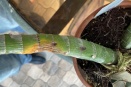 Cycnoches Soft Spot