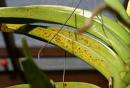 Spots on Vanda Leaf