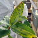 Sudden Lesions on Dendrobium