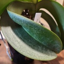 Weird Phal Flower Spike