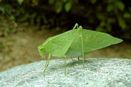 Protect Phalaenopsis Buds from Katydids