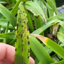 Sunken Brown Spots on Cattleya Leaf