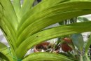 Vanda Leaves Dehydrated