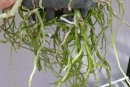 New Rootlets on Vanda
